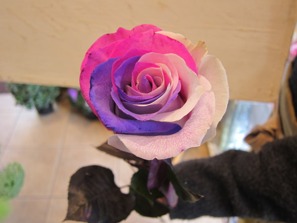 一輪の花に色々なカラーが混ざった珍しい「バラ」もある。
