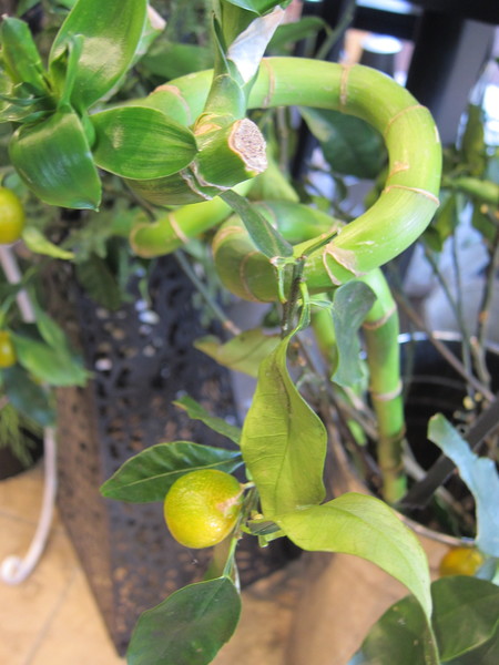 「カジュマル」や「ジャングルブッシュ」、黄色い果実のような突起が特徴的な「フォックスフェイス（ツノナス）」、「ミリオンバンブー」などの観葉植物も取り揃えている。