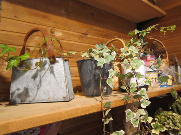 小スペースにも置けるミニサイズの「サボテン」も。オシャレな鉢植えに変えるだけで部屋の印象も変わる。