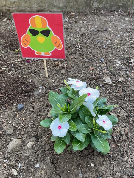 パフェの幟の後ろにあるPioの花壇には季節の花がいっぱい。