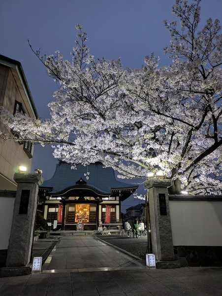 夜桜のライトアップ風景。