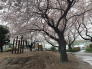 藤原さくら公園 159m