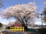 藤原公園 248m